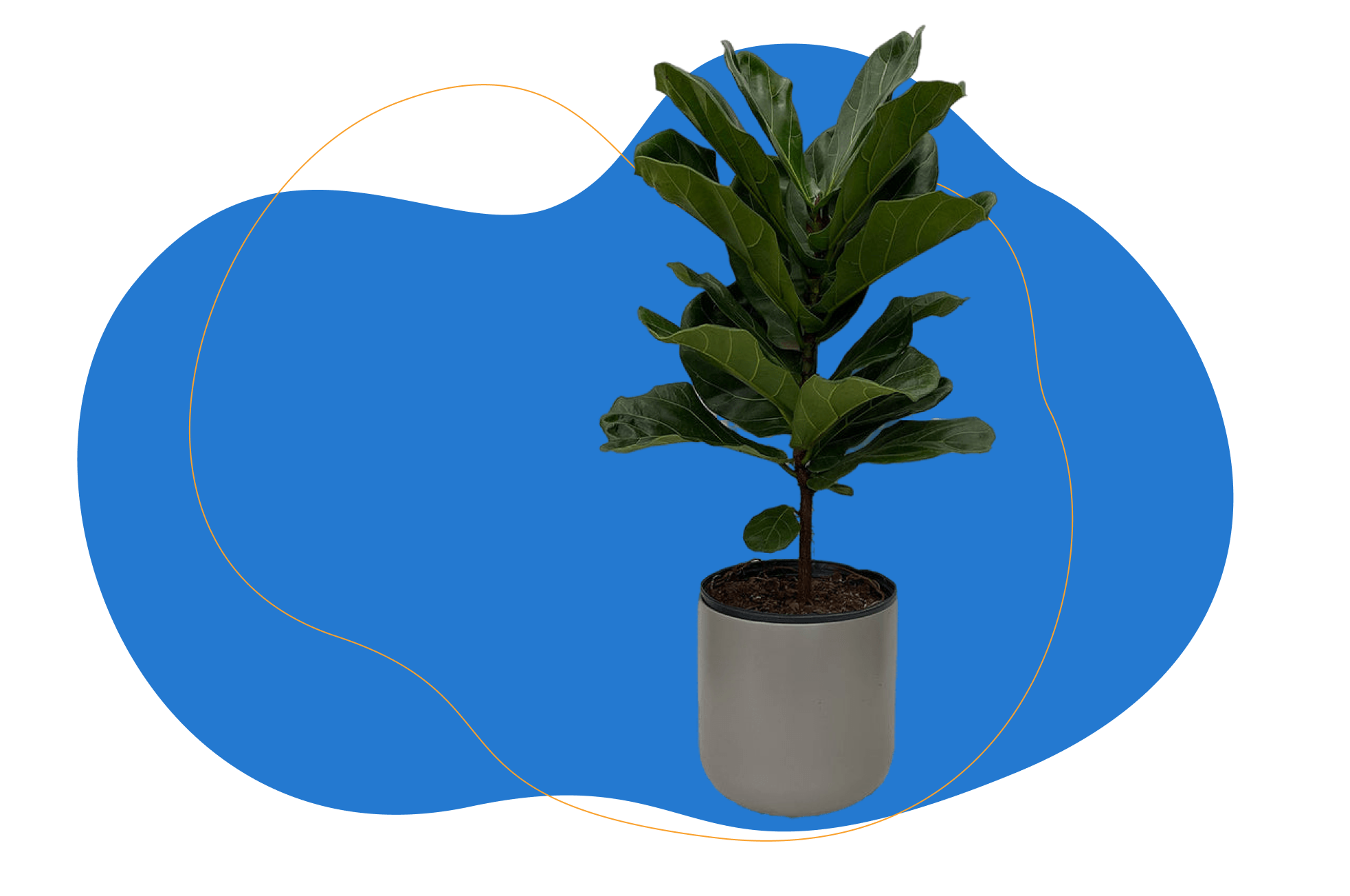 Ficus lyrata - Tabaksplant